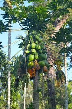 The papaya is a small, sparsely branched tree, usually with a single stem gro Stock Photos