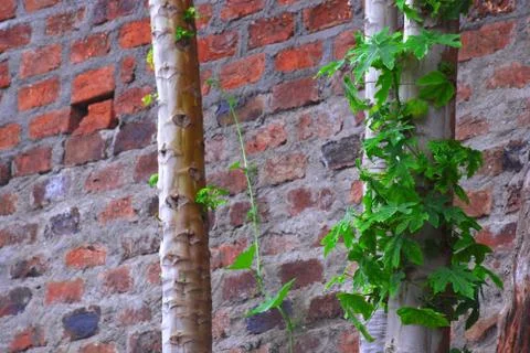 Papaya stem Stock Photos