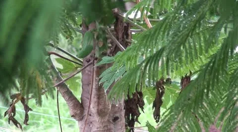 Papaya Tree 2 Stock Footage 11710682