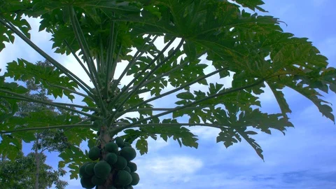 Papaya Tree 2 Video stock 125240173