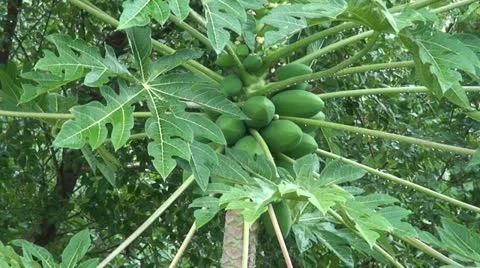 Papaya Tree 3 Stock Footage 11710700