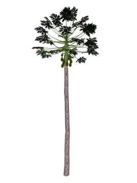 Papaya tree - 3D render Stock Illustration