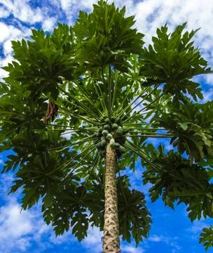 Papaya tree and blue sky Stock Photos