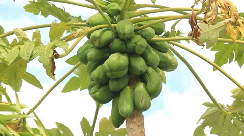 Papaya tree and fruit Stock Footage 22555495