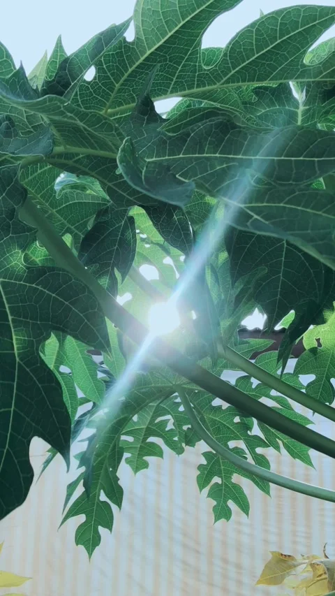 Papaya tree and sunlight Stock Footage 287044991