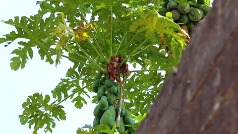 Papaya tree bears a lot of fruit Stock Footage 285836607