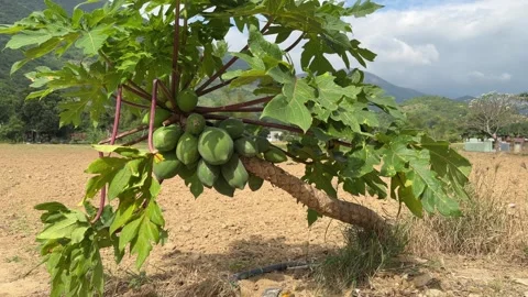 A papaya tree bends close to the ground carrying clusters of green fruit Stock Footage 327021460