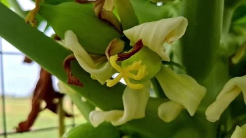 Papaya Tree Blossom Developing Tiny Fruit Node Stock Footage 338420655
