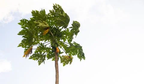 Papaya tree with blue sky background Stock Photos