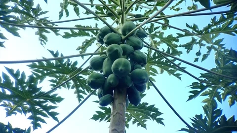 Papaya Tree Canopy with Fruit and Skyward Perspective in Tropical Setting Video stock 316010012