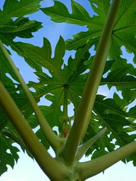 Papaya tree with clear sky background 写真素材