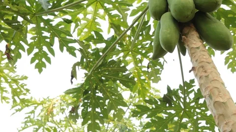 Papaya tree, Dolly shot. Stock Footage 97376136