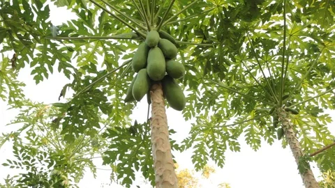 Papaya tree, Dolly shot. Stock Footage 97376249