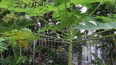 Papaya tree with flower Stock Footage 170168228