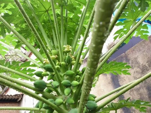 Papaya tree with flower Stock Photos