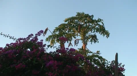 Papaya Tree Stock Footage 11428880