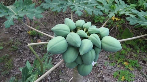 Papaya on tree Stock Footage 58625808