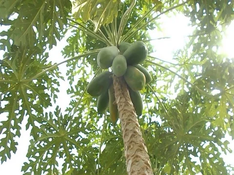 Papaya tree Stock Footage 70975889