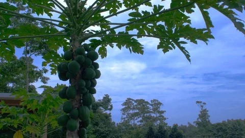 Papaya Tree Stock-Footage 125238751