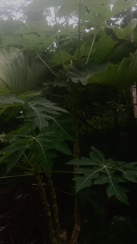 Papaya tree Video stock 167149680