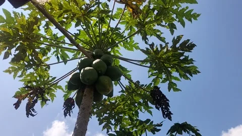 Papaya tree Stock Footage 239539039