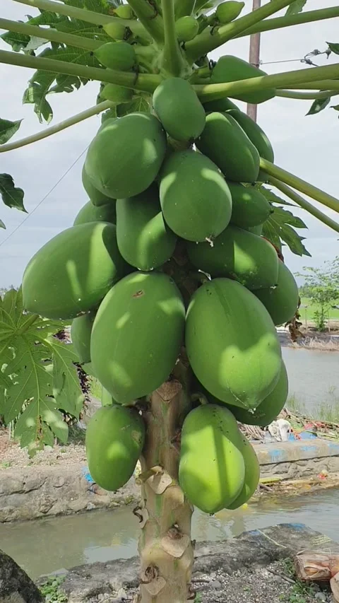 Papaya tree Stock Footage 243630743