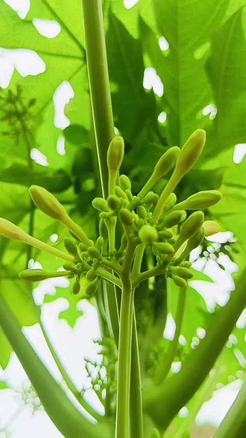 Papaya Tree 動画素材 300273632