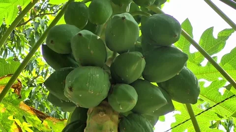 Papaya on tree Stock Footage 312506823