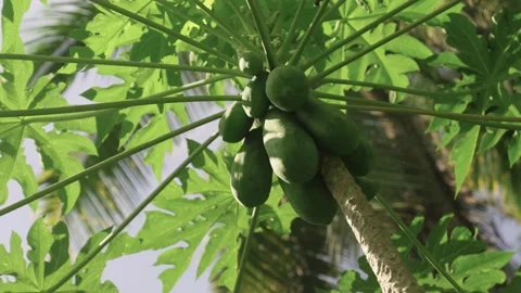 Papaya tree Stock Footage 314668775