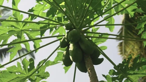 Papaya tree Stock Footage 314717719