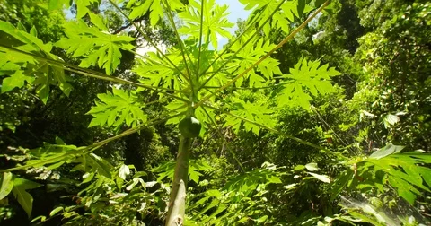Papaya tree with fruit Stock Footage 70990448