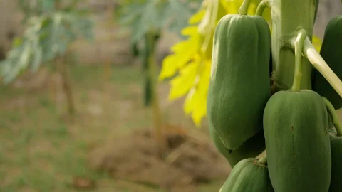 Papaya tree in garden Stock Footage 102216043