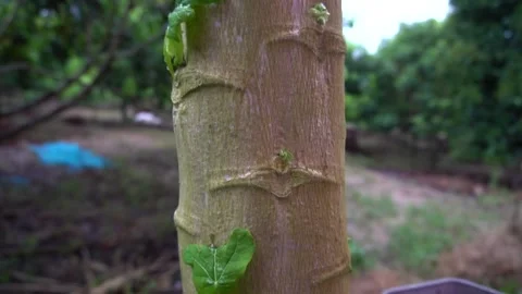 Papaya tree in the garden Stock Footage 135889446
