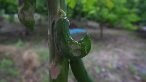 Papaya tree in the garden Stock Footage 135889473