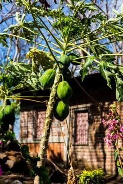 Papaya tree in garden Stock Photos