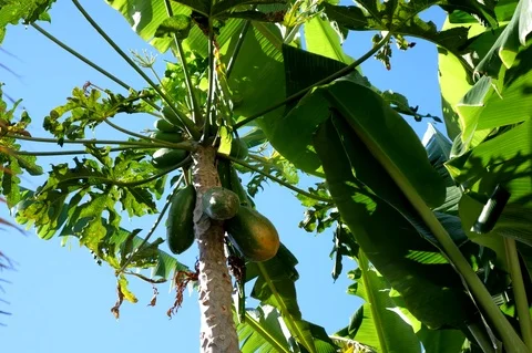Papaya tree growing raw fruit organic chemical free fair trade farm bio mature Stock Footage 84215257