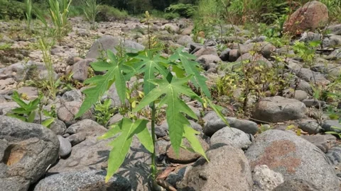 Papaya tree growing on the rocks on the river bank Stock Footage 323149622