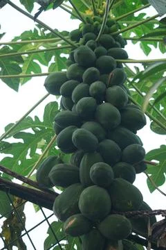 A papaya tree has caught countless papayas.  Looks so amazing. Stock Photos