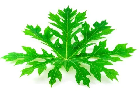 Papaya tree leaf on white background Stock Photos