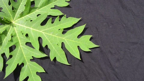 Papaya tree leaves on a black background 스톡 동영상 282770784