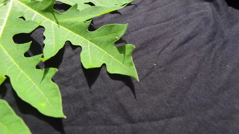 Papaya tree leaves on a black background 스톡 동영상 282770787
