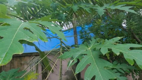 Papaya Tree Leaves Close-Up Stock Footage 313149492