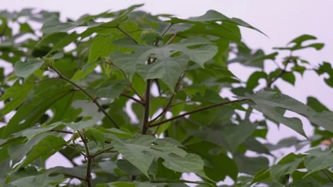 Papaya tree leaves closeup Stock Footage 320018308