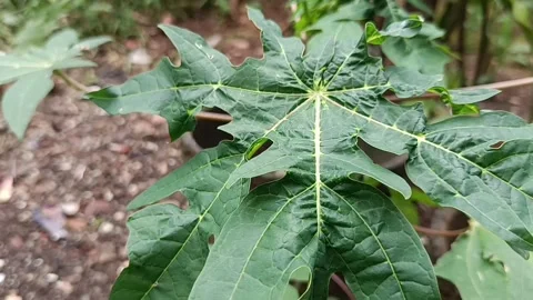 Papaya Tree Leaves Stock Footage 327613702