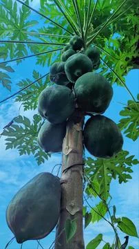Papaya tree with lots of big. Stock Photos
