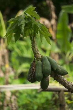 The papaya tree is lying down due to its papaya weight Stock Photos