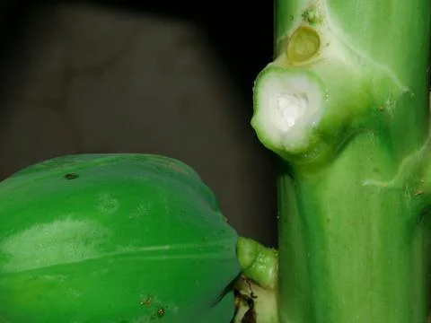 Papaya tree milk ejection due to leaf plugged presented with green fruit with 스톡 사진