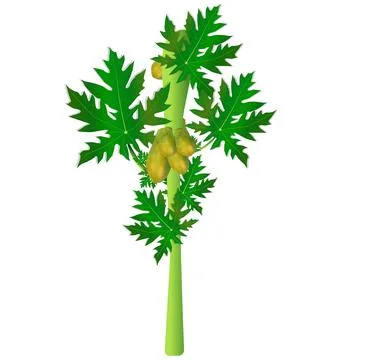Papaya tree with papaya vector design Stock Illustration
