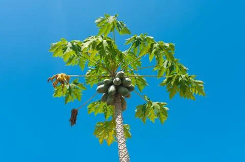 Papaya tree Stock Photos