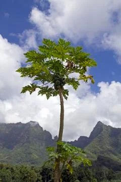 Papaya tree Foto stock
